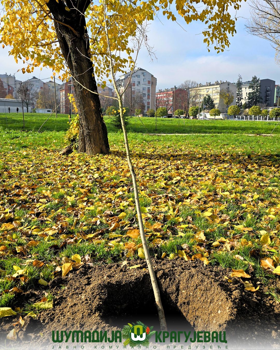 Posađeno 40 sadnica u okviru projekta  „Posadi stablo za budućnost“
